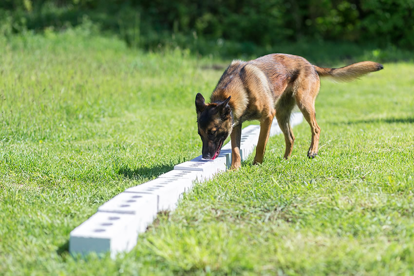 bengal-sheepdog-sniffs-row-brick-search-one-with-hidden-object-training-train-service-dogs-police-customs-border-service