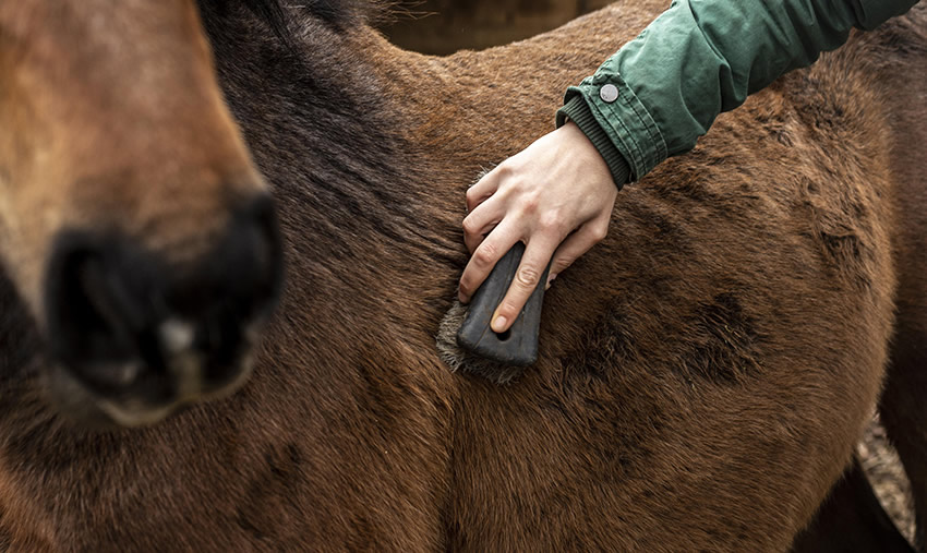 close-up-hand-brushing-horse