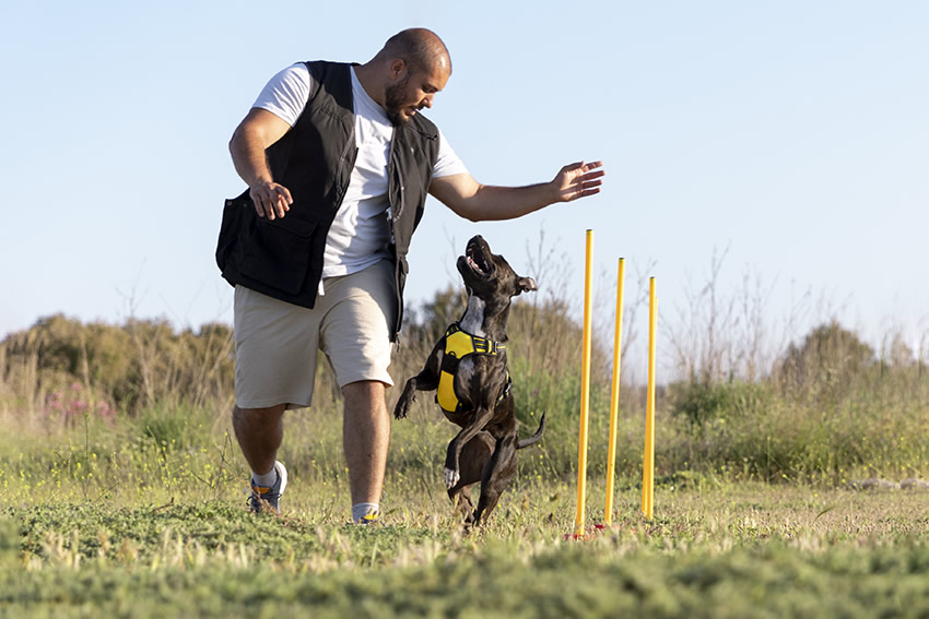 dog-trainer-teaching-dog-run-though-obstacles (2)