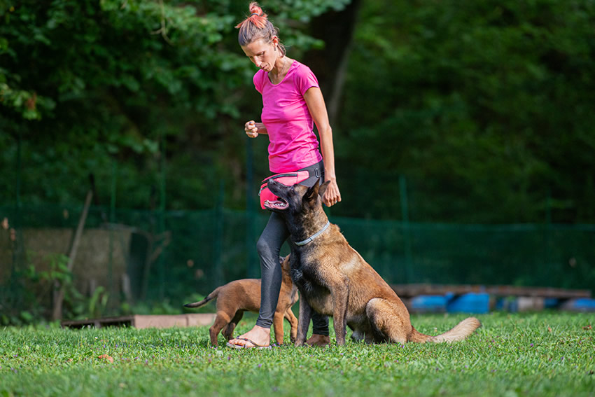 female-dog-trainer-working-with-her-belgian-malinois-shepherd-dos-outside