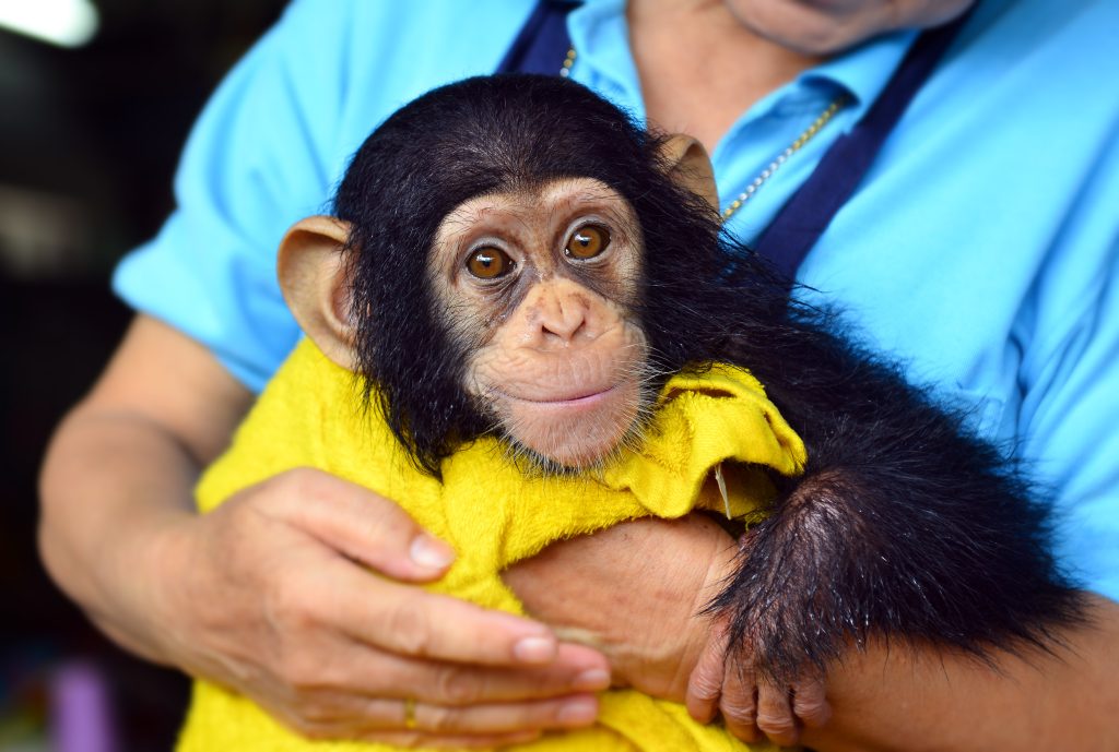 baby chimpanzee with human mom in the zoo love and closed human like human baby